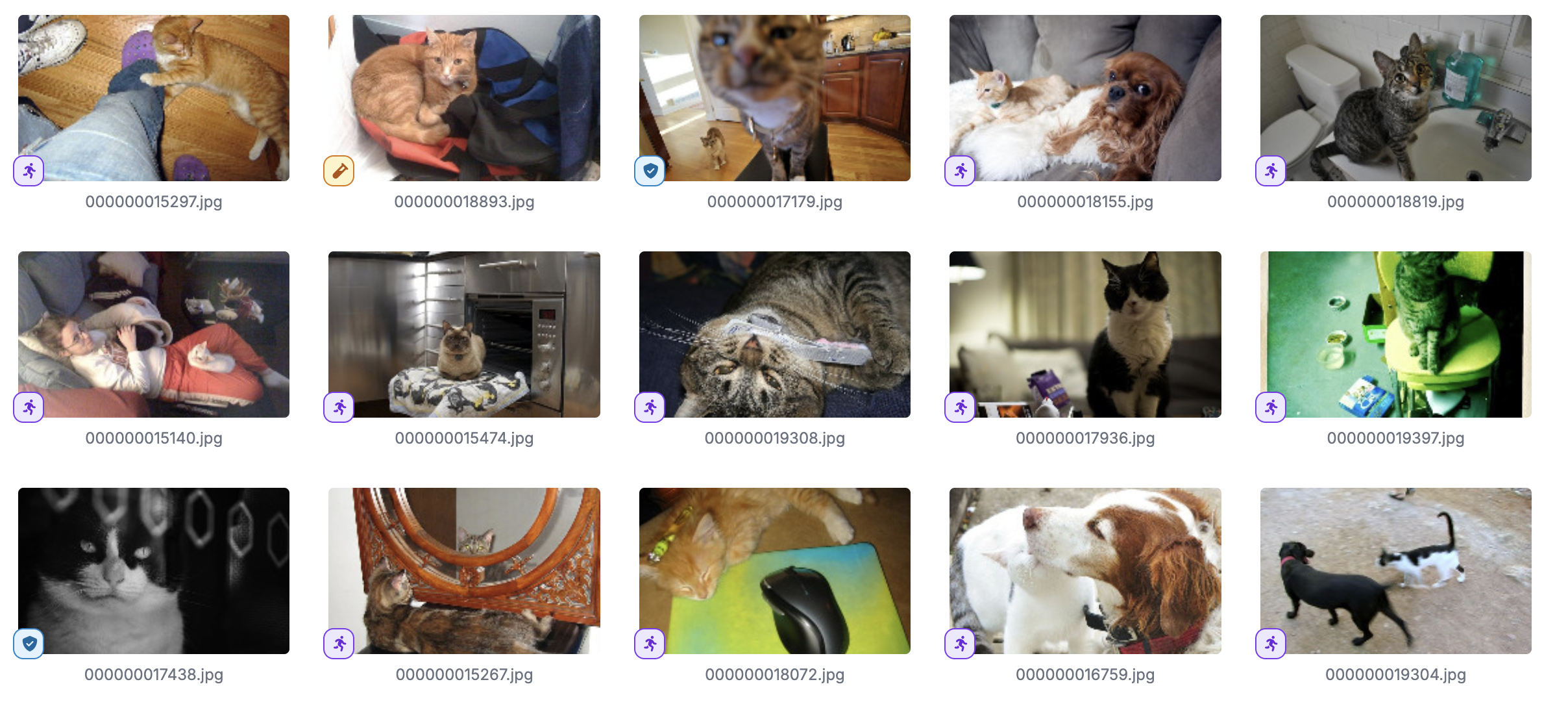 Cat Images